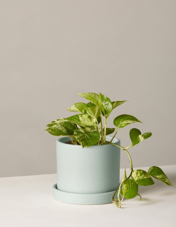 Easy Low Light Plants Low-Light Houseplants You Don'T Need A Green Thumb To Keep Picture 963