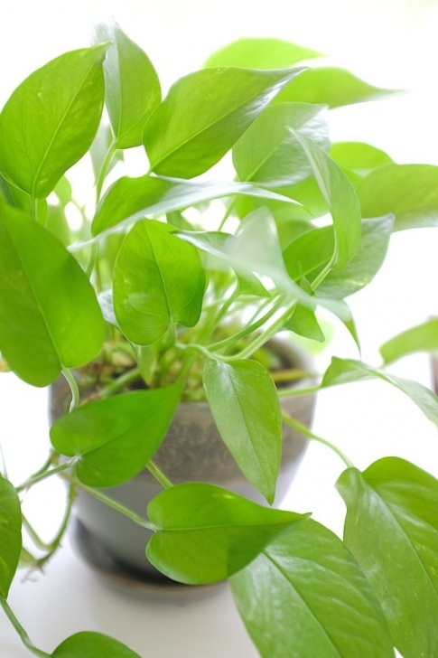Easy Low Light Plants Pothos Houseplants Easy Low Light Plant | Simply Living Nc Picture 571