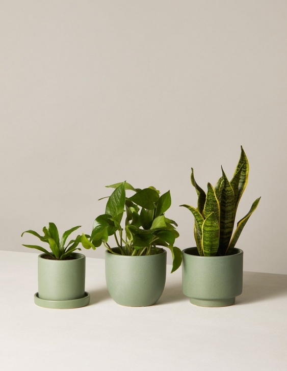 Easy Low Light Plants The Low Light Tolerant Trio | Low Light Plants, Indoor Picture 397