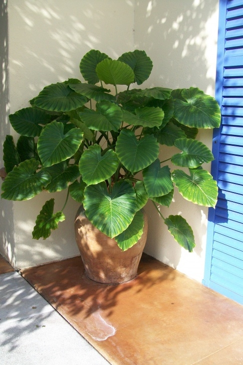 Easy Outdoor Potted Plants Alocasia California Is An Easy To Care For Tropical Image 146