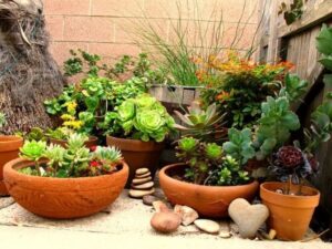 Easy Outdoor Potted Plants Easy Diy Garden Ideas On A Budget - Photos Slideshow Picture 076