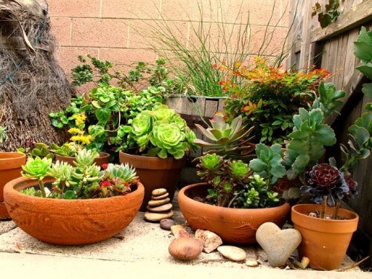 Easy Outdoor Potted Plants Easy Diy Garden Ideas On A Budget - Photos Slideshow Picture 076