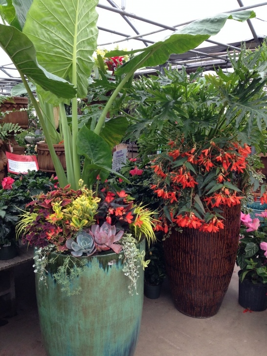 Easy Outdoor Potted Plants Tropical Plants Actually Do Well In The Midwest! # Photo 844