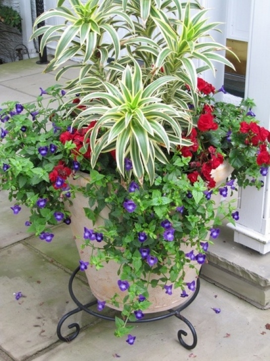 Easy Outdoor Potted Plants Wacky And Wonderfull 3. 2013 : Grows On You Photo 793