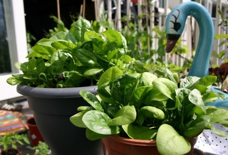 Easy Plants To Grow In Pots Best Vegetables To Grow In Pots | Most Productive Image 212