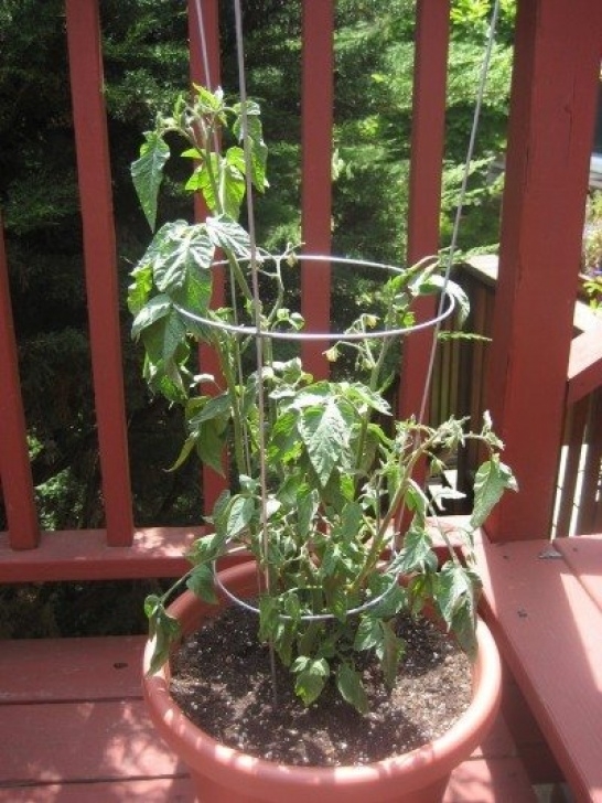 Easy Plants To Grow In Pots Container Tomatoes: Tips On Growing Tomatoes In Containers Photo 482