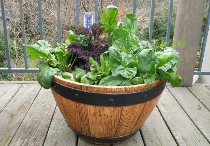 Easy Plants To Grow In Pots Growing Spinach - Bonnie Plants Photo 660
