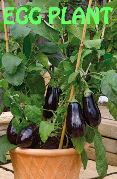 Easy Plants To Grow In Pots How Long Does Purple Eggplant Grow In Your Pot - Home Picture 271