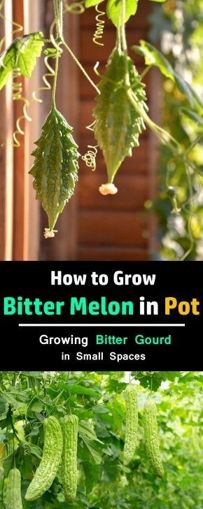 Easy Plants To Grow In Pots How To Grow Bitter Melon | Growing Bitter Gourd In Pots Photo 621