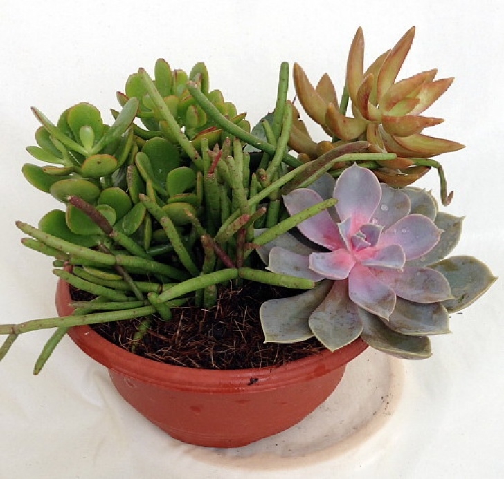 Easy Plants To Grow In Pots Succulent Garden - Easy To Grow! - 6" Pot - 4 Different Plants Photo 244