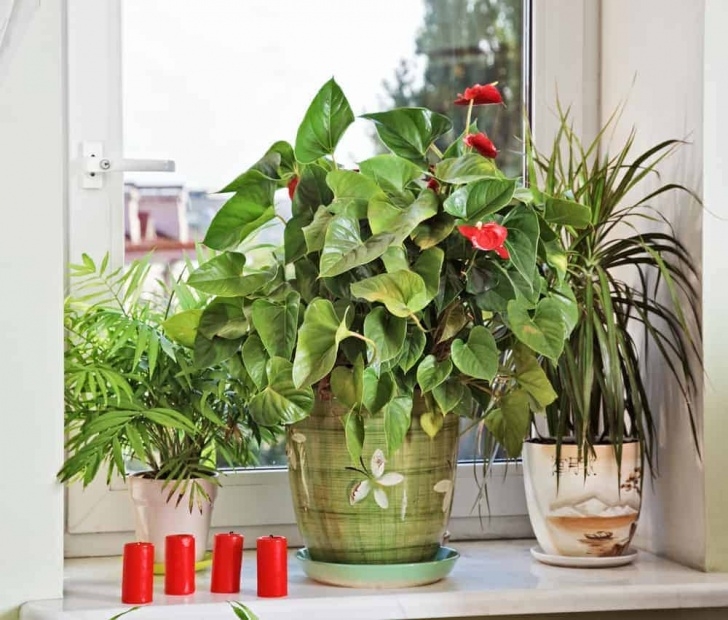 Easy Plants To Grow Inside Five Easy Flowers To Grow In Small Spaces | Apartmentguide Photo 597