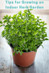 Easy To Grow Herbs Indoors Grow Your Own Indoor Herb Garden! Photo 360