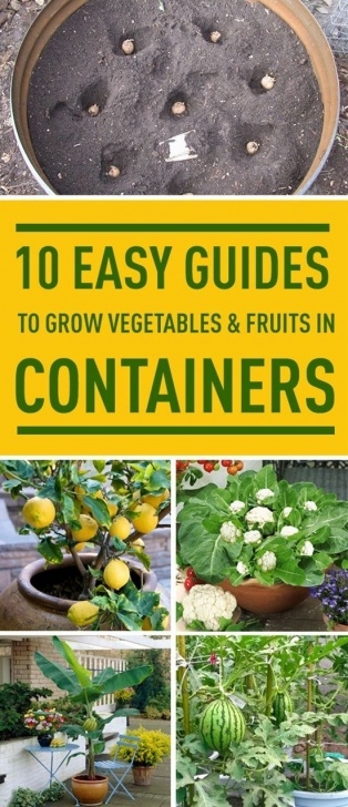 Easy To Grow Vegetables Indoors Don'T Have A Garden? No Problem. Follow These Easy Guides Image 275