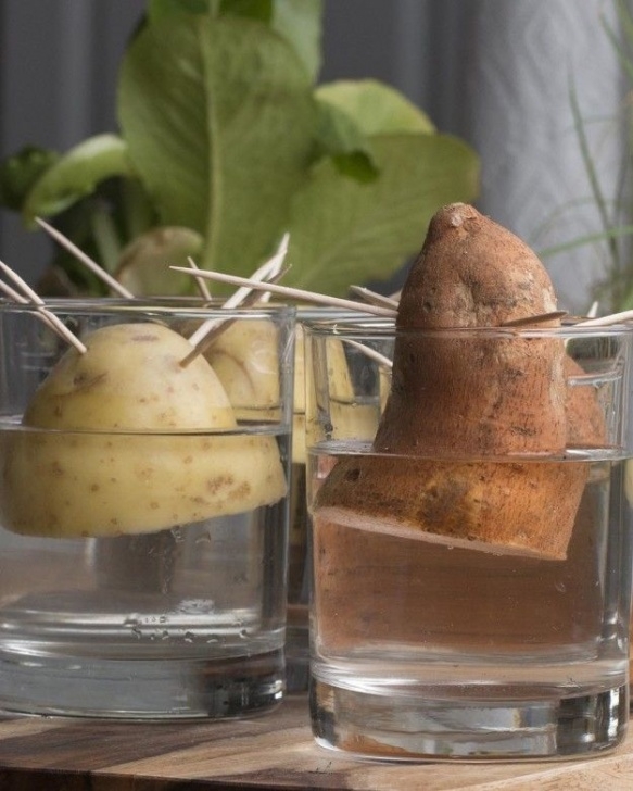 Easy To Grow Vegetables Indoors Easiest Vegetables To Grow In A Small Space | Easy Image 208