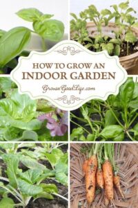 Easy To Grow Vegetables Indoors How To Grow An Indoor Garden | Indoor Vegetable Gardening Image 902