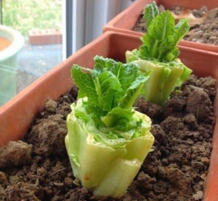 Easy To Grow Vegetables Indoors How To Grow Vegetables Indoors During The Winter Picture 441