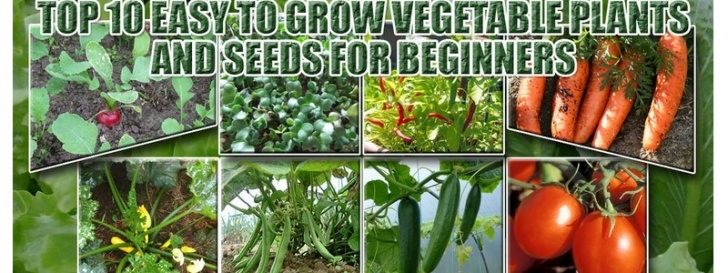 Easy To Grow Vegetables Indoors Top-10 Easy Veggies To Grow For Beginners - Greenmylife Picture 778