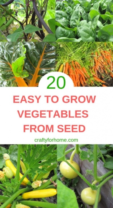 Easy To Grow Veggies 20 Easy To Grow Vegetables From Seed | Crafty For Home Picture 461