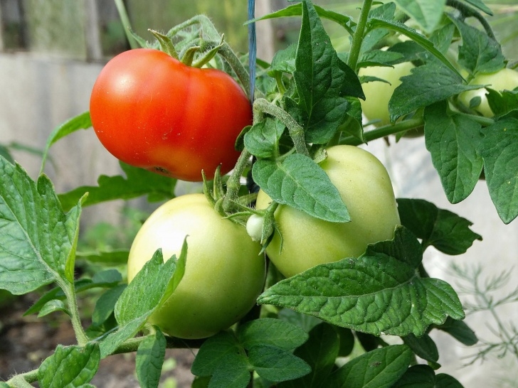 Easy To Grow Veggies Easiest Vegetables To Grow In The Garden Picture 092