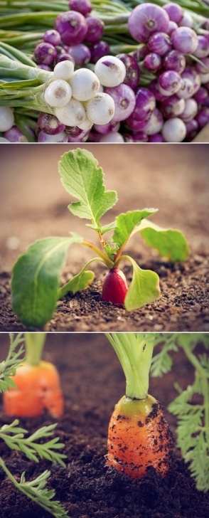 Easy To Grow Veggies Easy Vegetables To Grow Image 320