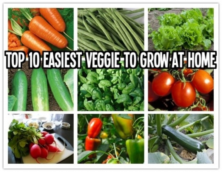 Easy To Grow Veggies Vegetables That Are Too Easy To Grow At Home | How To Picture 565