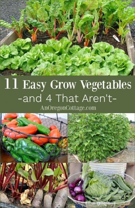 Easy To Plant Vegetables 11 Truly Easy Grow Vegetables (+ 4 That Really Aren'T Image 682