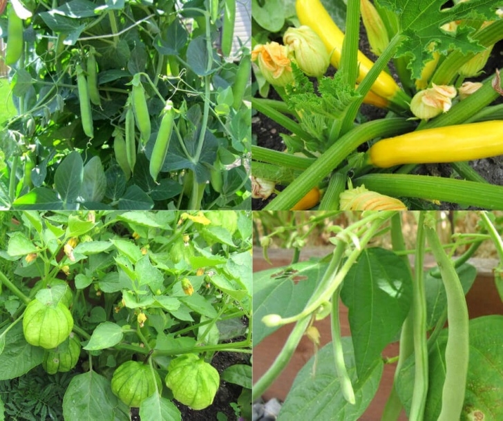 Easy To Plant Vegetables 20 Easy To Grow Vegetables From Seed | Crafty For Home Photo 795