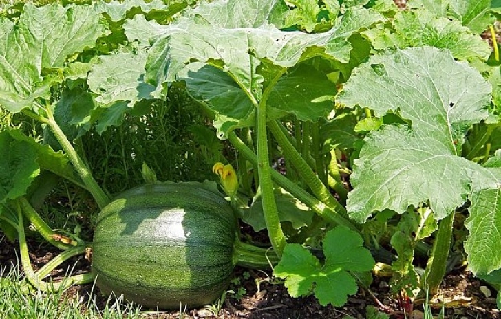 Easy To Plant Vegetables 5 Easy To Grow Vegetables For Gardening Beginners Image 395