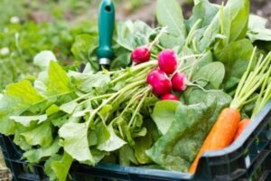 Easy To Plant Vegetables 5 Easy Vegetables To Plant In Your Fall Garden Picture 478