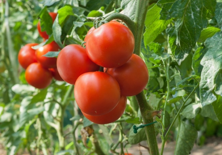 Easy To Plant Vegetables Easy Vegetables For Beginning Gardeners Picture 623