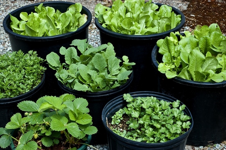 Easy To Plant Vegetables Grow Your Own | Live Simply Photo 367