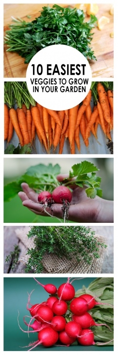 Easy Vegetables To Grow At Home 10 Easiest Veggies To Grow In Your Garden ~ Bees And Roses Image 521