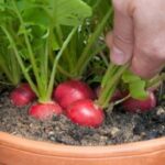 Easy Vegetables To Grow At Home 15 Easiest Vegetables To Grow In Pots For Beginners | Easy Picture 385