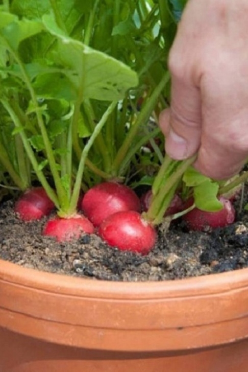 Easy Vegetables To Grow At Home 15 Easiest Vegetables To Grow In Pots For Beginners | Easy Picture 385