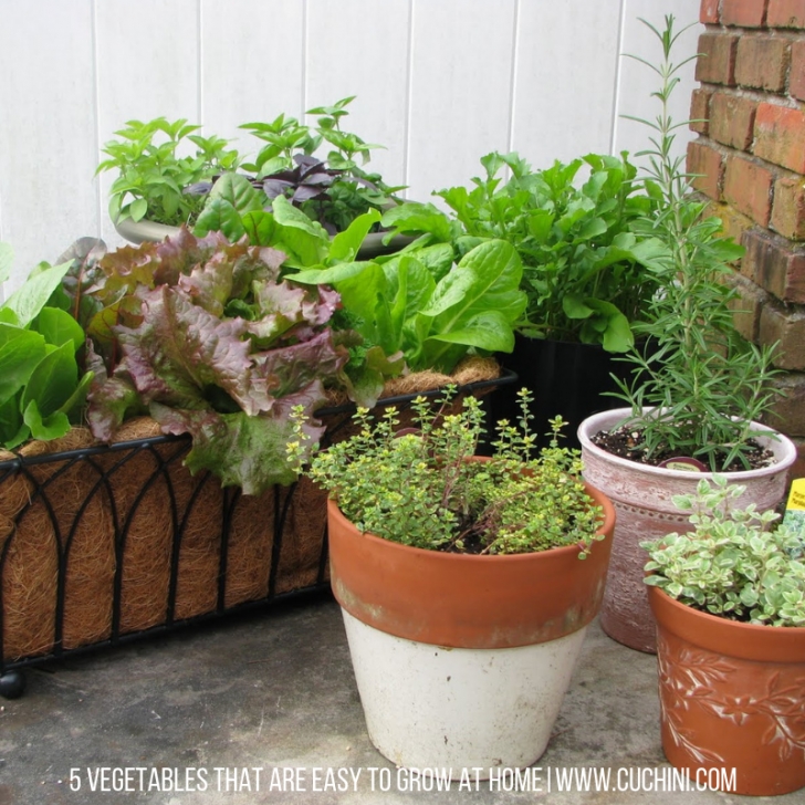 Easy Vegetables To Grow At Home 5 Vegetables That Are Easy To Grow At Home | Cuchini Blog Picture 436