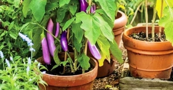 Easy Vegetables To Grow At Home Mini Guide To Grow Top 20 Easy Organic Vegetables In Pot Photo 549