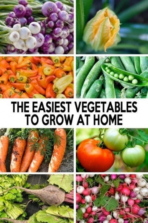Easy Vegetables To Grow At Home The Easiest Vegetables To Grow At Home #Vegetable Image 411