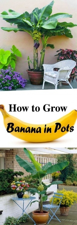 Easy Vegetables To Grow In Pots 10+ Easy Container Gardening Ways To Grow Vegetables Image 820