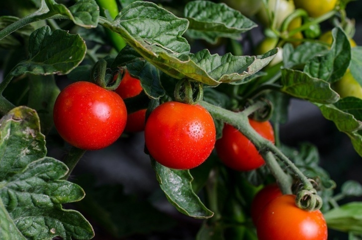 Easy Vegetables To Grow In Pots 10+ Easy Container Gardening Ways To Grow Vegetables Image 946
