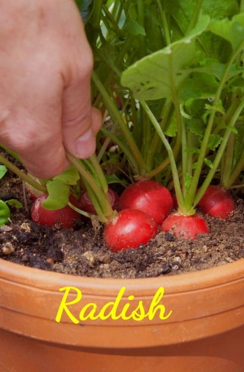 Easy Vegetables To Grow In Pots 12 Vegetables That Are Easy To Grow Indoors | Growing Photo 045
