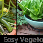 Easy Vegetables To Grow In Pots 5 Easy Vegetables To Grow In Pots - My Favorite Things Photo 765