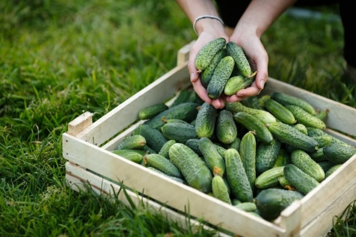 Easy Vegetables To Grow In Pots Cucumbers | Easy Vegetables To Grow, Growing Vegetables In Picture 871
