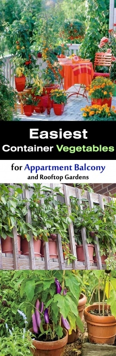 Easy Vegetables To Grow In Pots Easy Container Vegetables For Balcony &amp; Rooftop Garden Picture 186