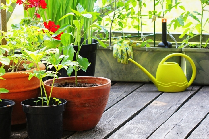 Easy Vegetables To Grow In Pots The 10 Easiest Vegetables To Grow In Pots | Clean Green Simple Photo 306