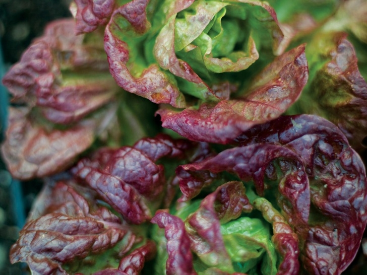 Easy Veggies To Grow 10 Easy Vegetables To Grow - Sunset Magazine Picture 389