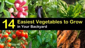 Easy Veggies To Grow 14 Easiest Vegetables To Grow In Your Backyard Image 346