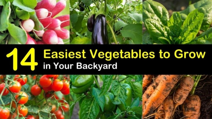 Easy Veggies To Grow 14 Easiest Vegetables To Grow In Your Backyard Image 346