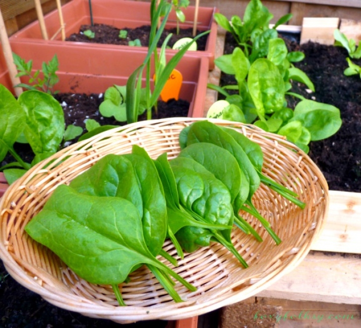 Easy Veggies To Grow Container Gardening: Easy Vegetables To Grow | Foxy Folksy Picture 303