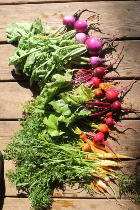 Easy Veggies To Grow Easiest Vegetables To Grow In Your Garden | Family Food Garden Image 115