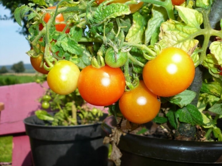 Easy Veggies To Grow Easy Vegetables To Grow In Pots - Great For Small Spaces Image 767